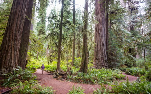 Preview: Redwoods