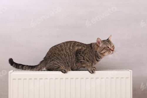 Preview: Cute tabby cat on heating radiator near light grey wall