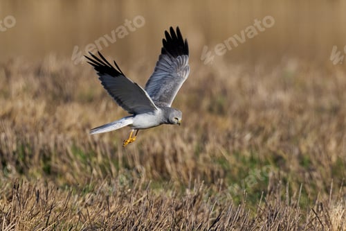 Preview: Hen harrier (Circus cyaneus)
