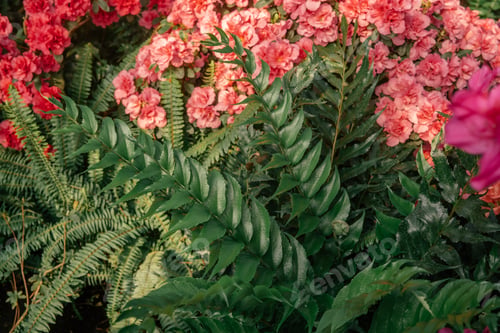 Preview: Close-up of Green Fern Leaves