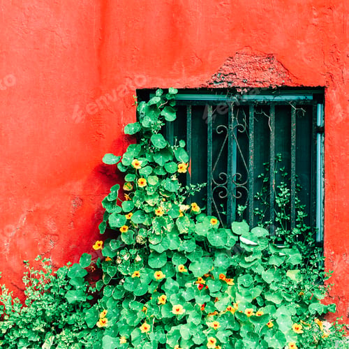 Preview: Plants on pink fashion concept. Tropical plant. Canary island