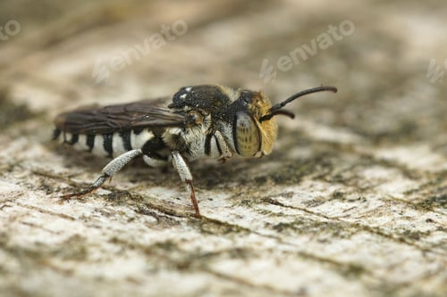 Preview: Closeup of a male Sharp-tailed or Sharp-bellied cuckoo bee, Coelioxys, sitting on wood