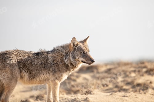 Preview: Beautiful wolf walking in a dry field during sunrise