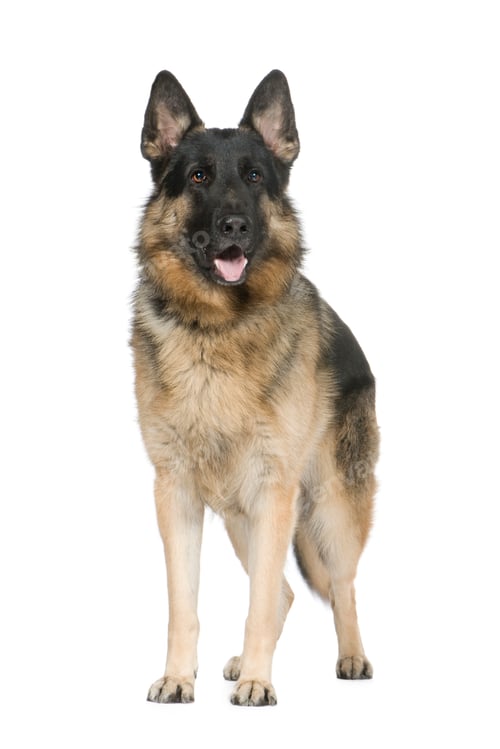 Preview: german shepherd (2 years) / alsatian, police dog