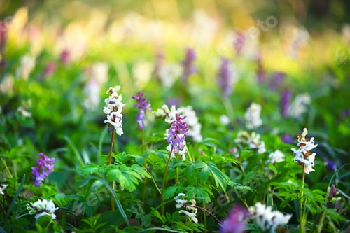 Preview: Hollowroot (in Latin: Corydalis cava) blooms in the forest