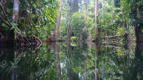 Preview: The river along the greenery rainforest from boat view in Surat Thani, Thailand