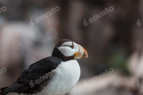 Preview: Puffin
