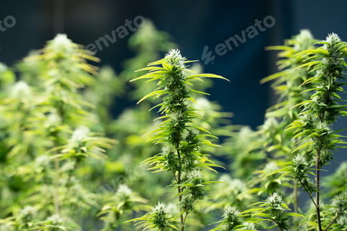 Preview: Green house and harvesting of cannabis weed hemp plants cultivation of marijuana farm laboratory