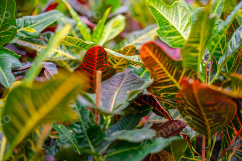 Preview: nature