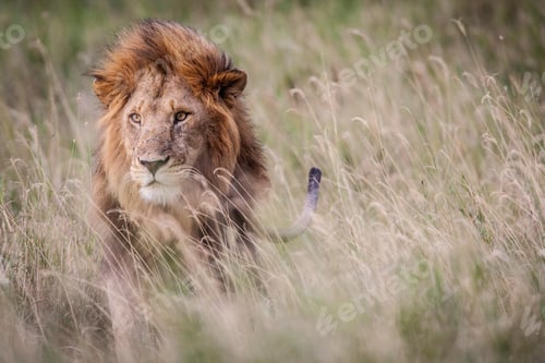 Preview: lion, wilderness, leo