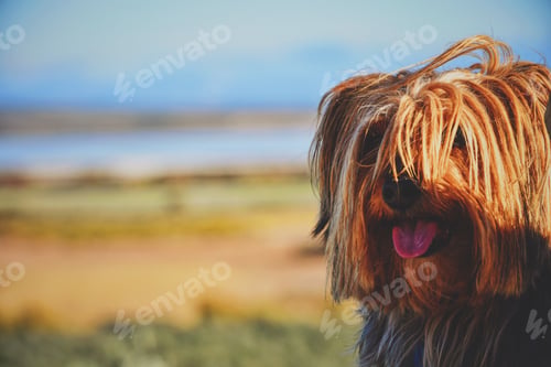 Visualização: Yorkshire terrier in a sunset scene