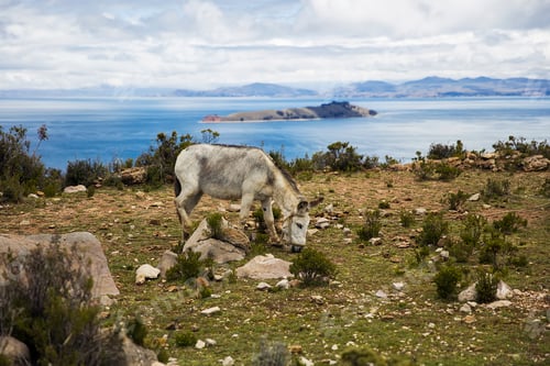Preview: Isla del Sol on lake Titicaca in Bolivia