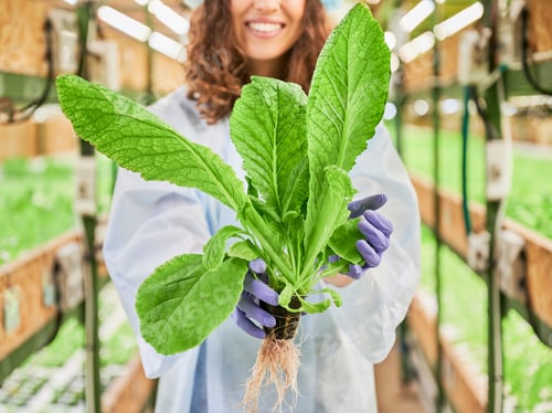 Preview: Smiling woman with leafy plant standing in greenhouse.