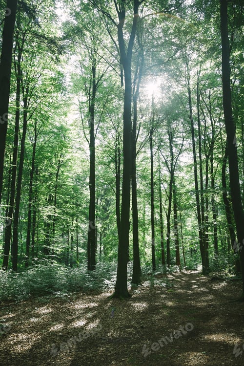 Vorschau: schöner grüner Wald mit Sonnenlicht in Hamburg, Deutschland
