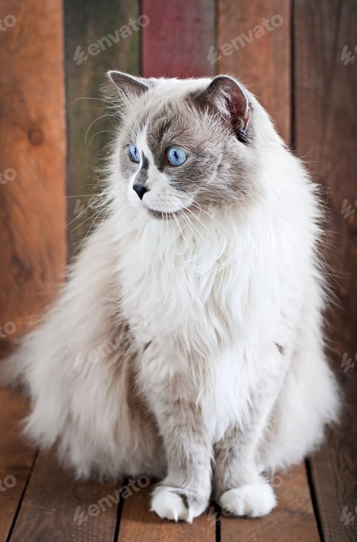 Preview: Ragdoll cat breed on a wooden background