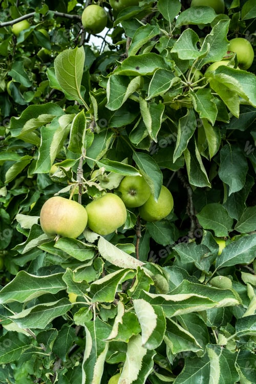 Preview: Green apple fruits on tree in summer