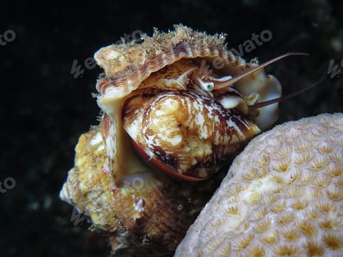Preview: Marine snail from Bali