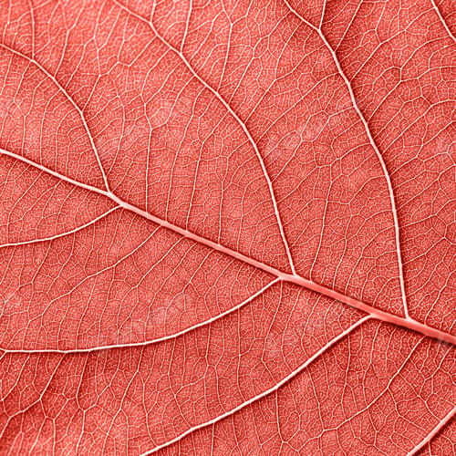Preview: Detailed macro photo of leaf with veins n a color of the year 2019 Living Coral pantone. Natural