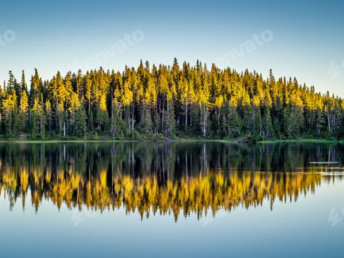 Preview: Beautiful shot of spruces with yellow tops reflecting in a pond