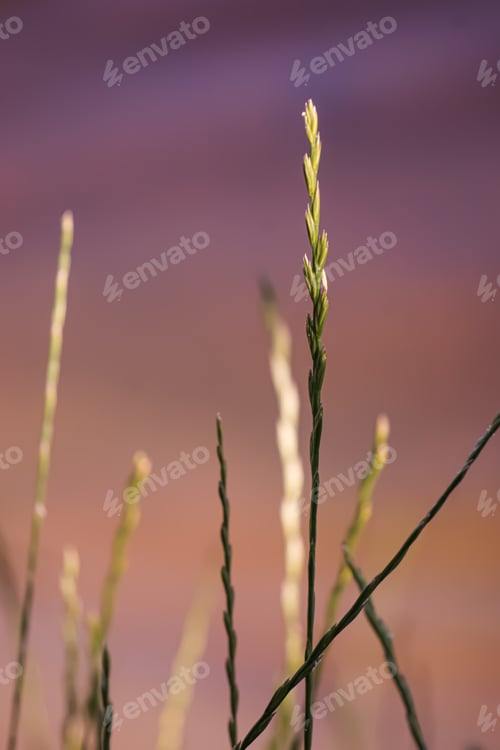 Preview: background green spikelet in the grass