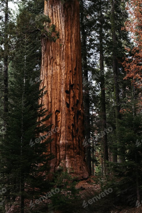 Preview: Vertical shot of a tall trunk of a tree in the forest