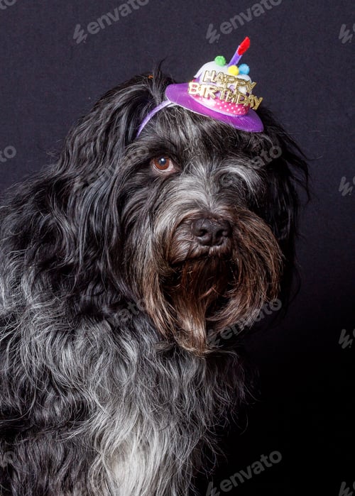 Vorschau: Schapendoes (Niederländischer Schäferhund) Happy Birthday Hut auf dem Kopf
