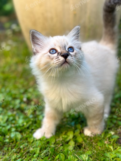 Preview: cute kitty with blue eyes playing at a garden