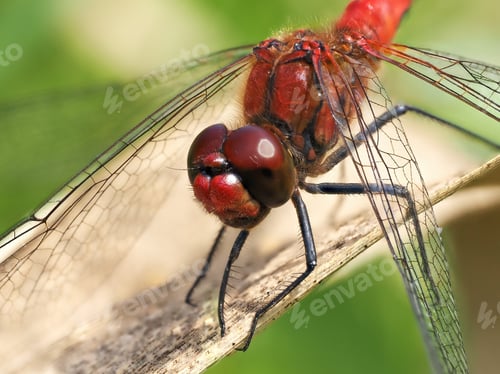 Preview: Ruddy darter (Sympetrum sanguineum)