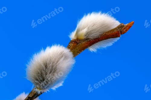 Preview: Branch of a red salix branch