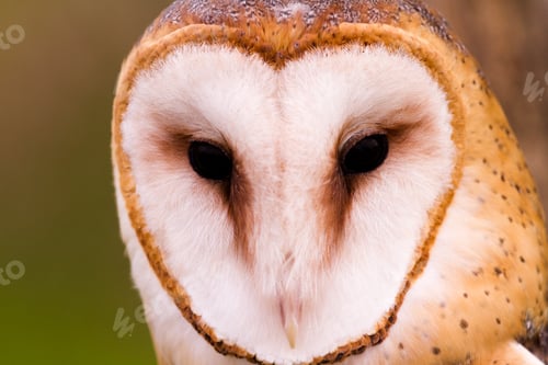 Preview: Barn owl