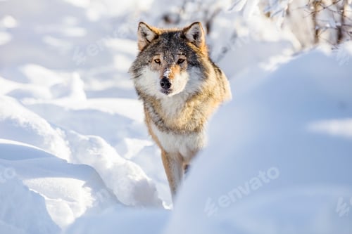 Preview: Wolf stands in beautiful white winter snow