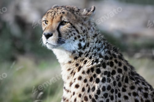 Preview: Cheetah