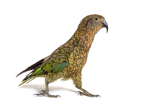 Preview: Kea bird waliking, Nestor notabilis, or Alpine parrot, isolated on white