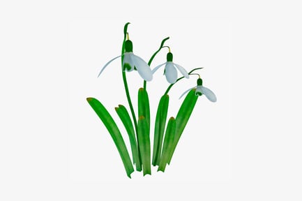 Schneeglöckchen in dreieckiger Anordnung