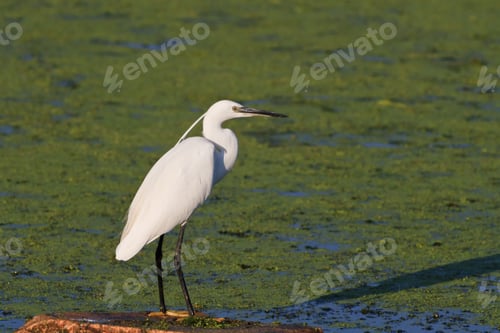 Preview: Little egret (Egretta garzetta)