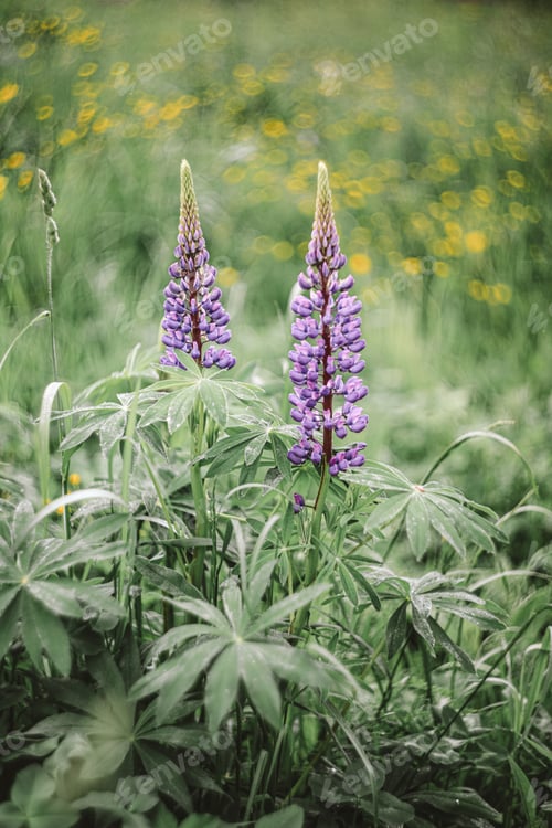 Preview: Lupin. Purple flowers. Purple. Blossom. Summer lime. Background. Bokeh effect.