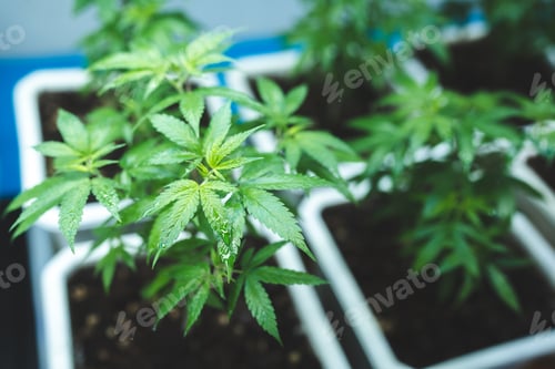 Preview: marijuana or ganja plant leaf growth in farm, agriculture crop background of ganja cannabis