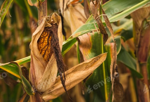 Preview: Corn in cob in field. Brown and green leaves, Autumn time
