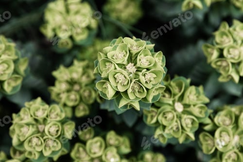 Preview: Rosetta stonecrop, or Sedum rosetta. Close-up photo of its small green leaves.