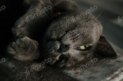 Preview: Cute black cat lying on the carpet