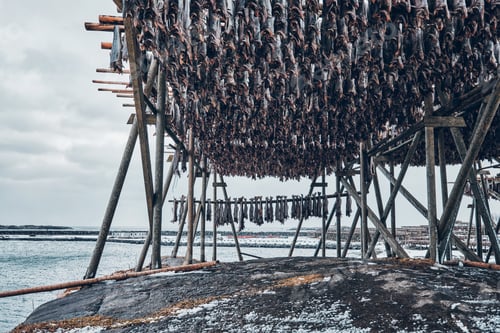 Preview: Drying flakes for stockfish cod fish in winter. Lofoten islands
