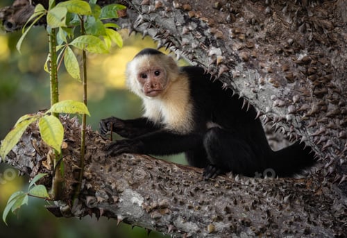 Preview: A Monkey in Costa Rica