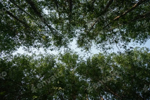 Preview: High angle view of eucalyptus forest with the clear blue sky background