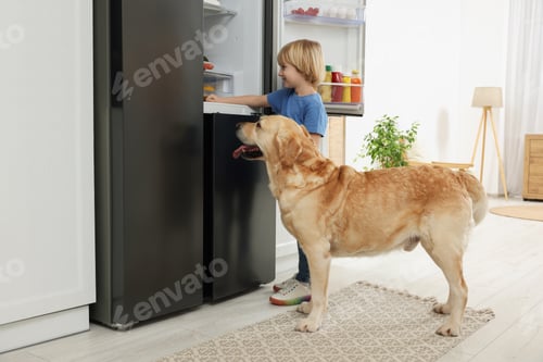 Preview: Little boy and cute Labrador Retriever seeking for food in refrigerator at home