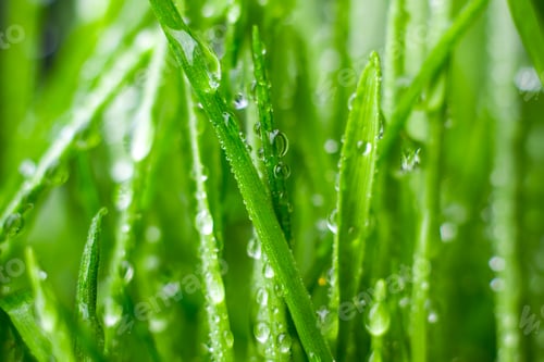 Preview: green grass
