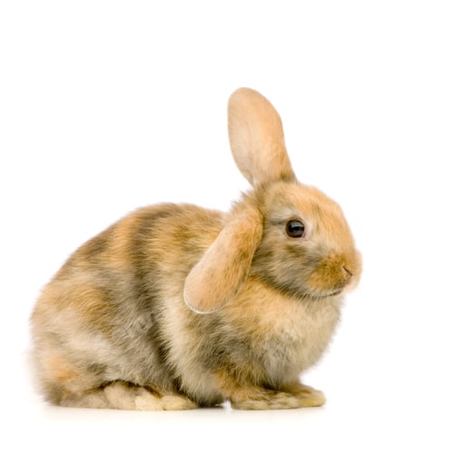 Preview: Rabbit