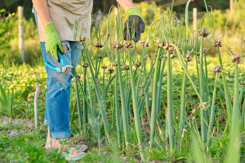 Preview: Woman in vegetable garden with bunk green onion crop