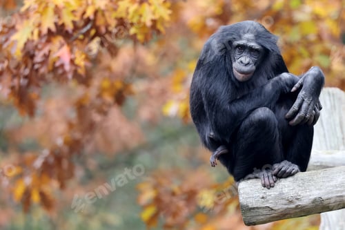 Preview: Bonobo monkey close up portrait on blurred background