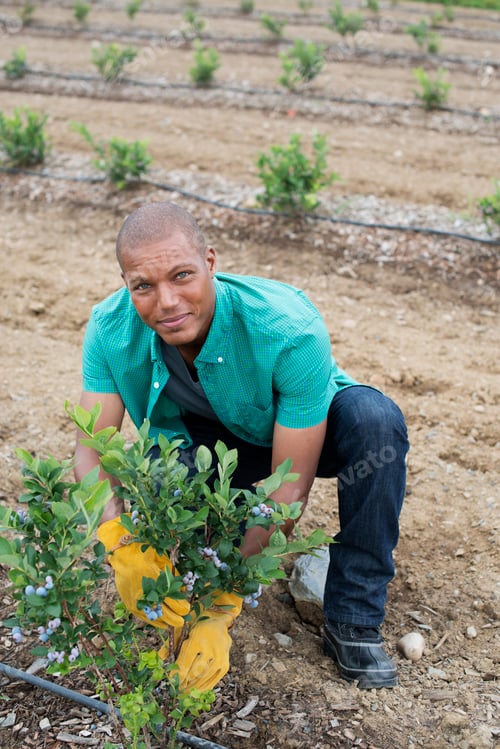Preview: Organic fruit orchard. A man examining a row of blueberry shrubs.