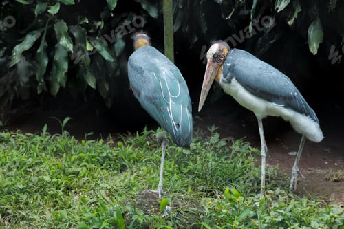 Preview: Couple of marabou stork